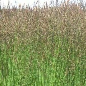 Molinia caerulea 'Heidezwerg' geen maat specificatie 0,55L/P9cm - afbeelding 2