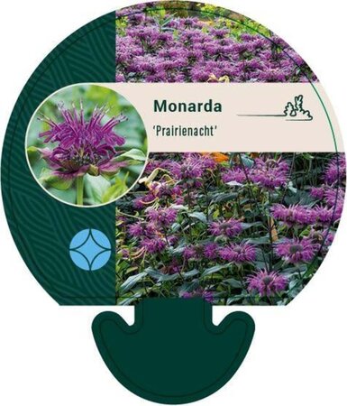 Monarda 'Prärienacht' geen maat specificatie 0,55L/P9cm - afbeelding 3