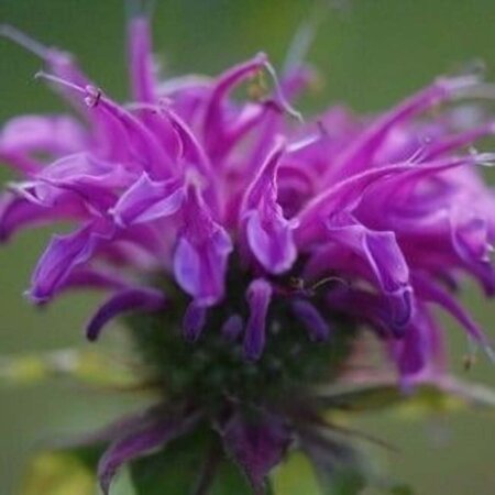 Monarda 'Prärienacht' geen maat specificatie 0,55L/P9cm - afbeelding 2