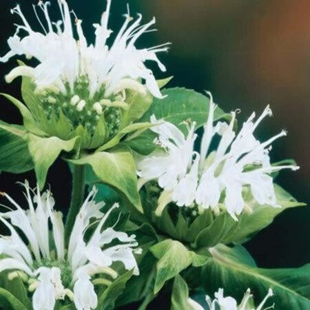 Monarda 'Schneewittchen' geen maat specificatie 0,55L/P9cm - afbeelding 2