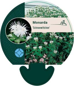 Monarda 'Schneewittchen' geen maat specificatie 0,55L/P9cm - afbeelding 1