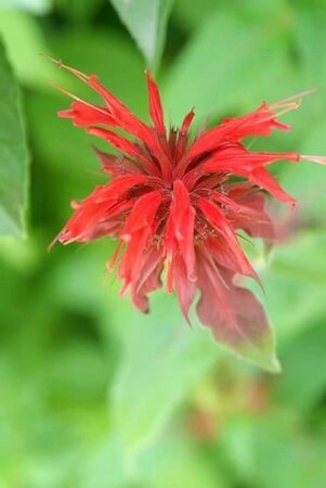 Monarda 'Squaw' geen maat specificatie 0,55L/P9cm - afbeelding 1