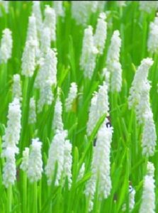 Muscari botryoides 'Album' geen maat specificatie bloembol