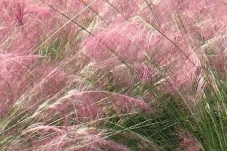 Muhlenbergia capillaris geen maat specificatie 0,55L/P9cm - afbeelding 2