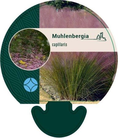 Muhlenbergia capillaris geen maat specificatie 0,55L/P9cm - afbeelding 4