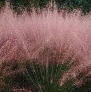 Muhlenbergia capillaris geen maat specificatie 0,55L/P9cm - afbeelding 3