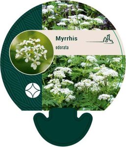 Myrrhis odorata geen maat specificatie 0,55L/P9cm - afbeelding 5