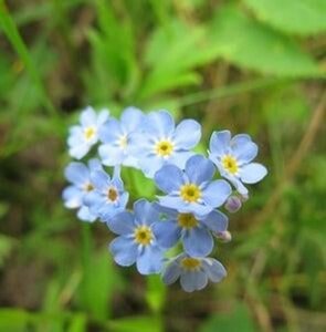 Myosotis palustris geen maat specificatie 0,55L/P9cm - afbeelding 1