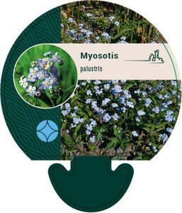 Myosotis palustris geen maat specificatie 0,55L/P9cm - afbeelding 2