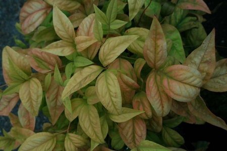 Nandina d. 'Firepower' 30-40 cm cont. 3,0L - image 1