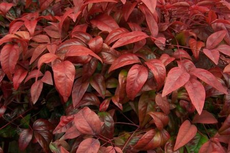 Nandina d. 'Firepower' 30-40 cm cont. 3,0L - image 2