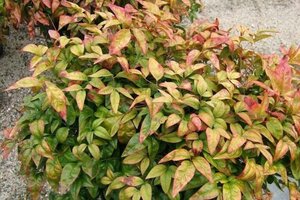 Nandina d. 'Firepower' 30-40 cm cont. 3,0L - image 3