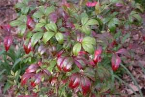 Nandina d. 'Firepower' 30-40 cm cont. 3,0L - image 4