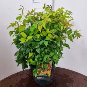 Nandina d. 'Firepower' 40-50 cm cont. 10L - image 1