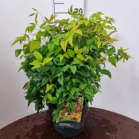 Nandina d. 'Firepower' 40-50 cm cont. 10L - image 2