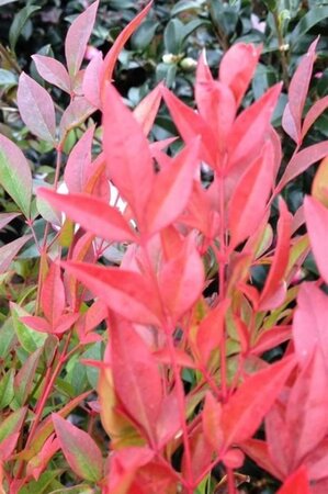 Nandina d. 'Gulf Stream' 30-40 cm cont. 3,0L - afbeelding 1