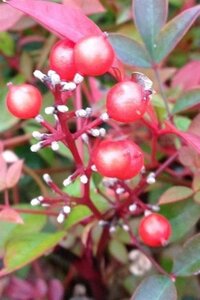 Nandina d. 'Gulf Stream' 30-40 cm cont. 3,0L - afbeelding 2