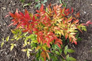 Nandina d. 'Gulf Stream' 30-40 cm cont. 3,0L - afbeelding 3