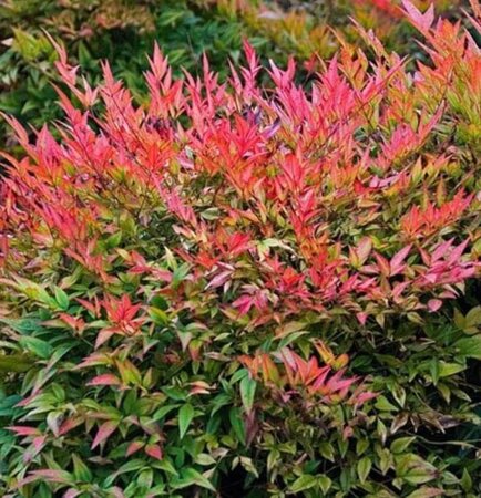 Nandina d. 'Gulf Stream' 30-40 cm cont. 3,0L - afbeelding 4