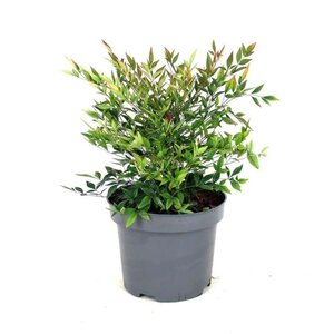 Nandina d. 'Gulf Stream' 30-40 cm cont. 5,0L - afbeelding 1