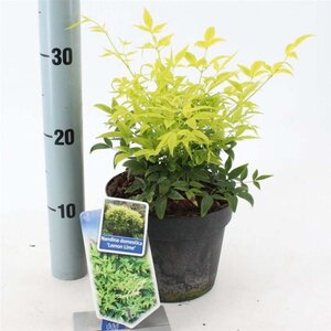 Nandina d. Magical Lemon & Lime 20-25 cm cont. 2,0L - image 3