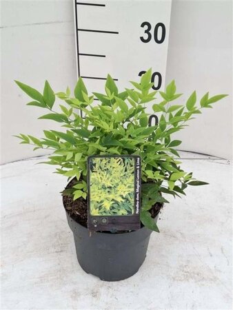 Nandina d. Magical Lemon & Lime 20-25 cm cont. 2,0L - image 1