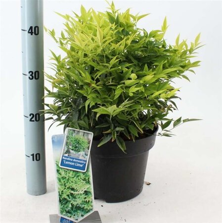 Nandina d. Magical Lemon & Lime 30-40 cm cont. 5,0L - image 3