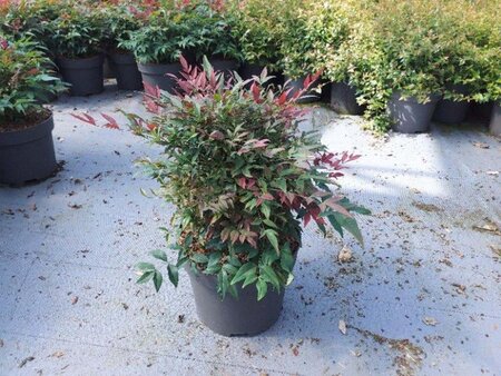 Nandina d. Obsessed 40-50 cm cont. 10L - image 2