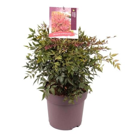 Nandina d. Obsessed 40-50 cm cont. 10L - image 1