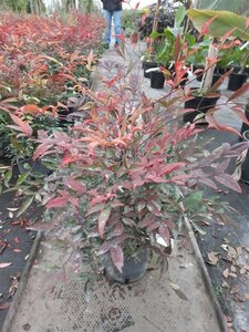 Nandina domestica 30-40 cm cont. 3,0L - afbeelding 3