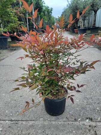 Nandina domestica 30-40 cm cont. 3,0L - afbeelding 11