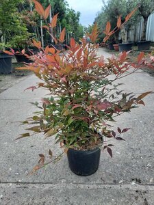 Nandina domestica 30-40 cm cont. 3,0L - image 11