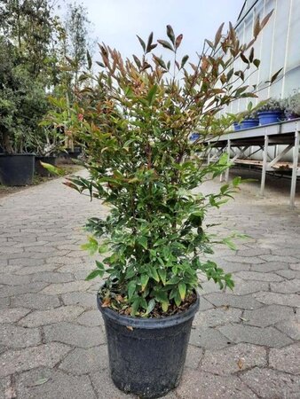 Nandina domestica 60-80 cm cont. 10L - afbeelding 2