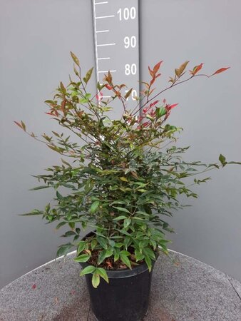 Nandina domestica 60-80 cm cont. 10L - afbeelding 4