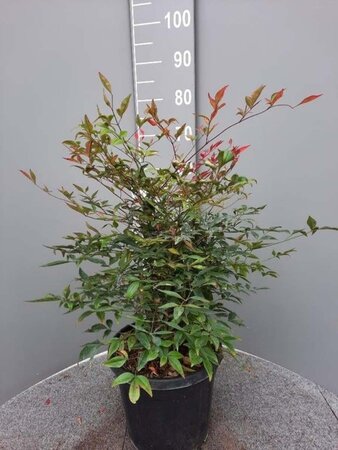 Nandina domestica 60-80 cm cont. 10L - image 3