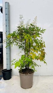 Nandina domestica 60-80 cm cont. 10L - image 1