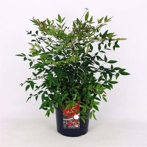 Nandina domestica 60-80 cm cont. 5,0L