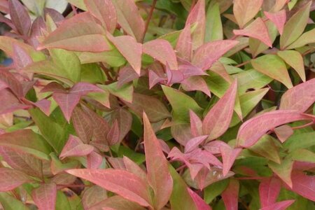 Nandina d. 'Richmond' 30-40 cm cont. 3,0L - image 3