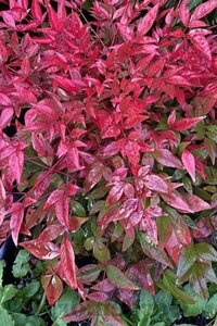 Nandina d. 'Richmond' 30-40 cm cont. 3,0L - image 4