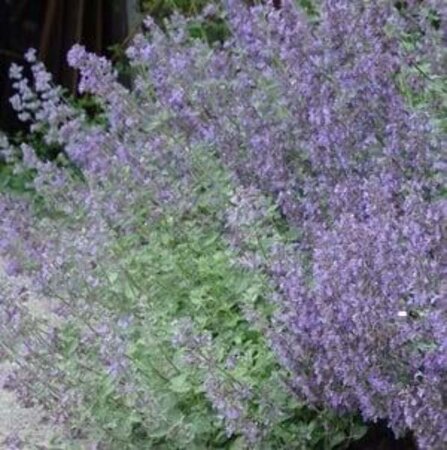 Nepeta 'Dropmore' geen maat specificatie 0,55L/P9cm - afbeelding 1