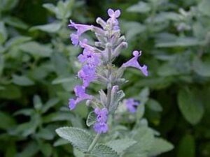 Nepeta faassenii geen maat specificatie 0,55L/P9cm - afbeelding 2