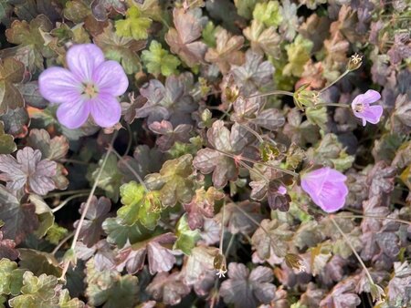 Nepeta grandiflora 'Dawn to Dusk' geen maat specificatie 0,55L/P9cm - afbeelding 2