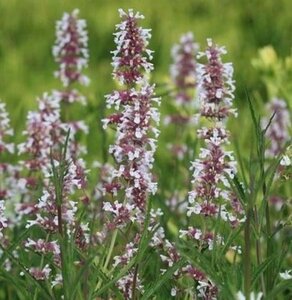 Nepeta grandiflora 'Dawn to Dusk' geen maat specificatie 0,55L/P9cm - afbeelding 3