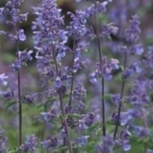 Nepeta 'Grol' geen maat specificatie 0,55L/P9cm