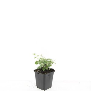 Nepeta 'Grol' geen maat specificatie 0,55L/P9cm - afbeelding 3