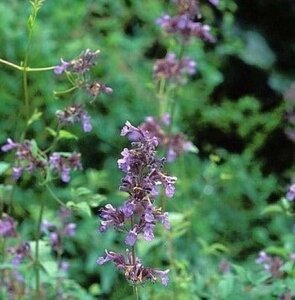 Nepeta grandiflora 'Wild Cat' geen maat specificatie 0,55L/P9cm