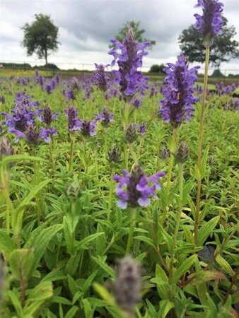 Nepeta nervosa 'Blue Moon' geen maat specificatie 0,55L/P9cm - afbeelding 1