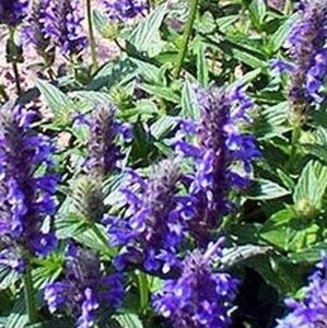 Nepeta nervosa geen maat specificatie 0,55L/P9cm - afbeelding 4