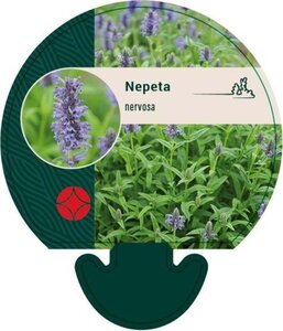 Nepeta nervosa geen maat specificatie 0,55L/P9cm - afbeelding 3