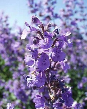 Nepeta racemosa 'Blue Wonder' geen maat specificatie 0,55L/P9cm - afbeelding 1